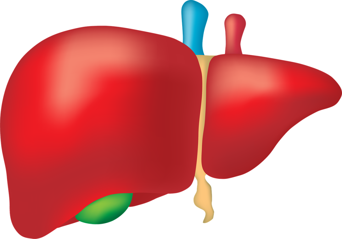 Improve Health of Liver